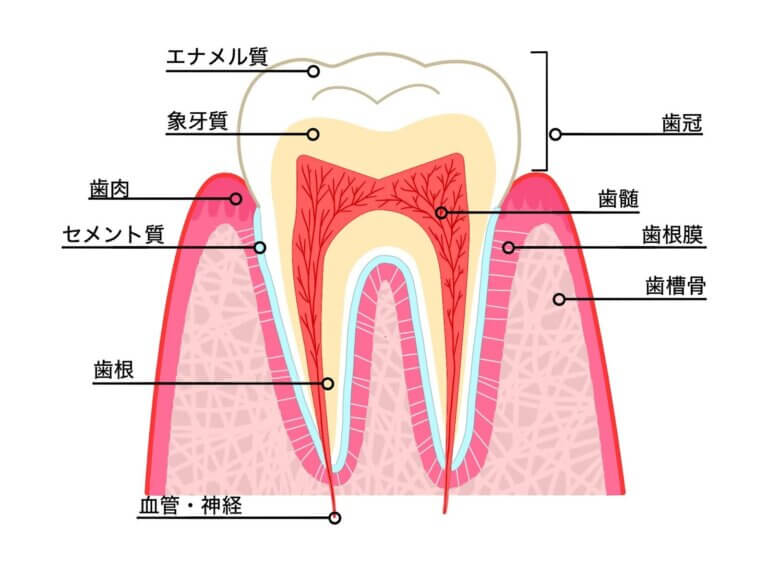 ワイヤー矯正の仕組み