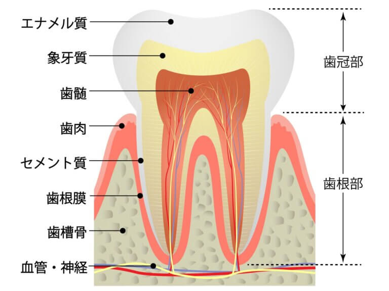 歯槽骨から歯根が出る可能性がある